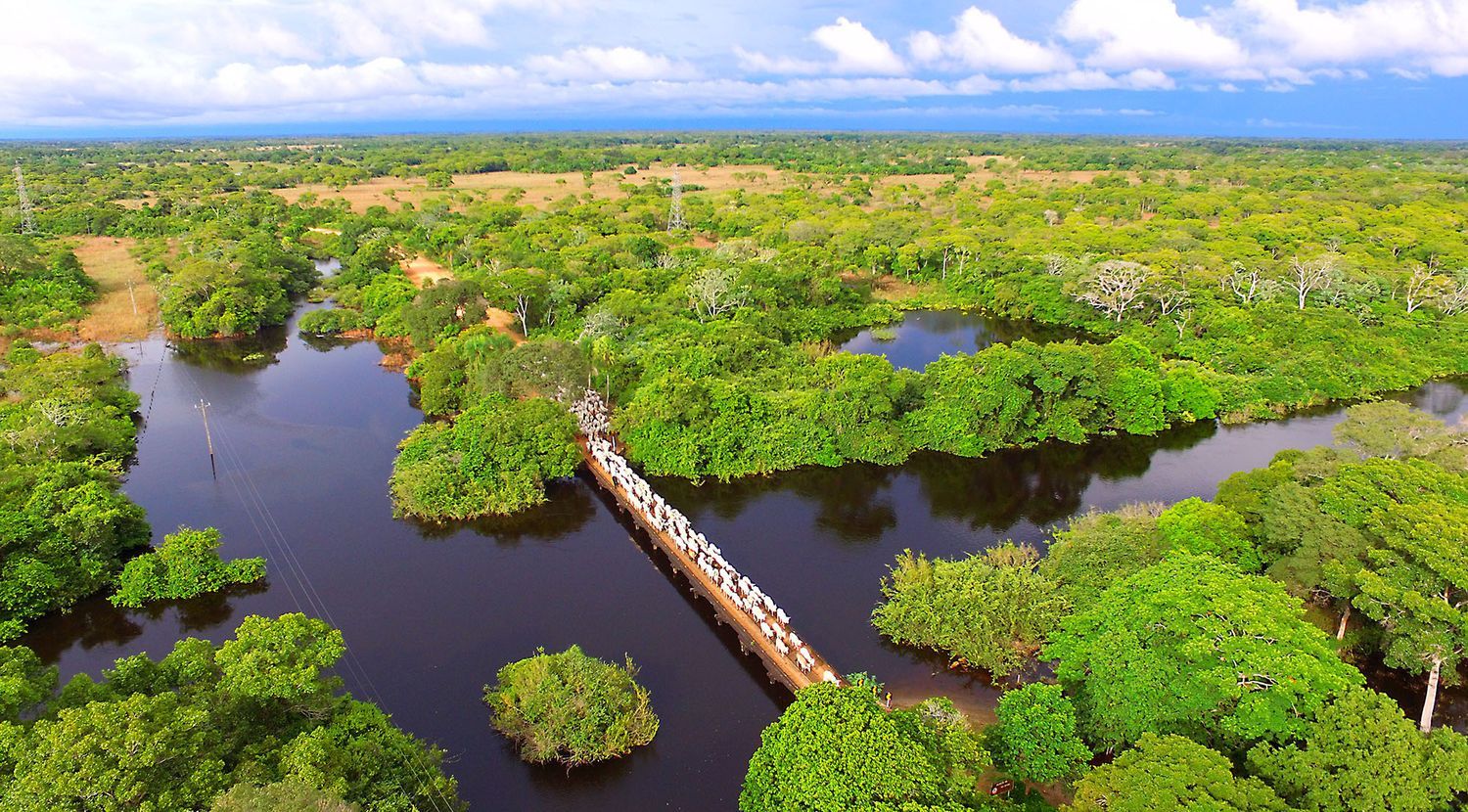 Safari dans le nord du Pantanal